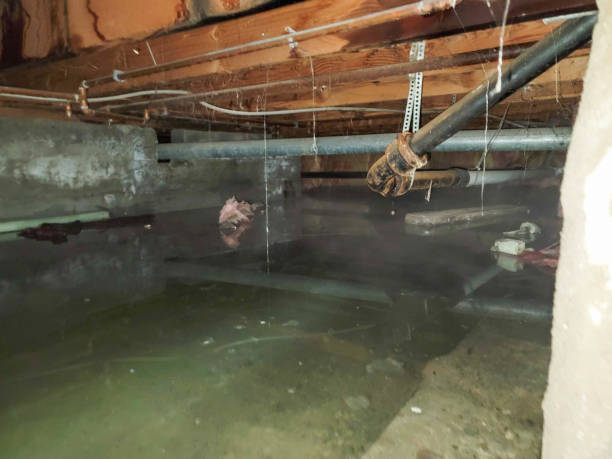Best Professional water damage repair  in Silver Hill, MD