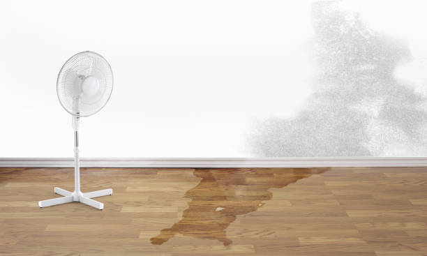 Best Water damage cleanup near me  in Silver Hill, MD