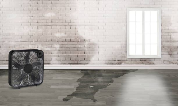 Best Professional water damage repair  in Silver Hill, MD